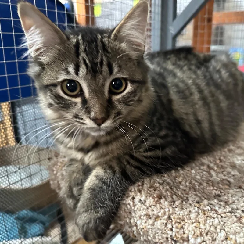 An adult small-sized female Domestic Medium Hair cat named Lola for adoption in Nokesville, VA