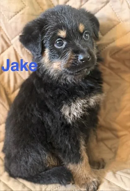 Jake