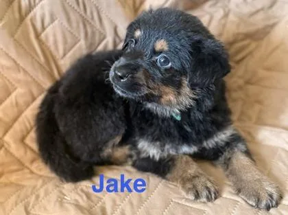 Jake thumbnail 2