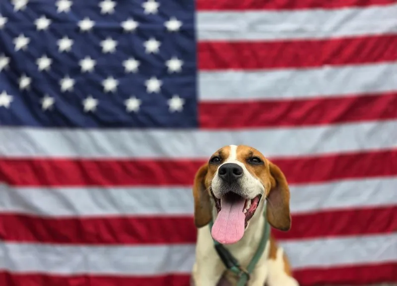 A young medium-sized female Beagle dog named Val for adoption in Sprakers, NY