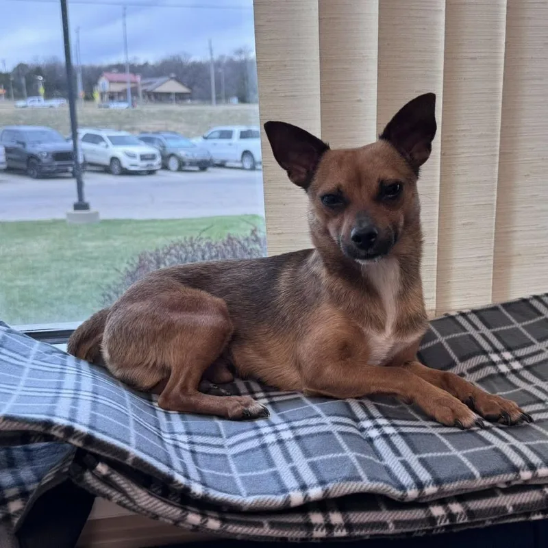 Tortellini thumbnail 2