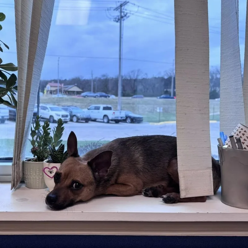 Tortellini thumbnail 3