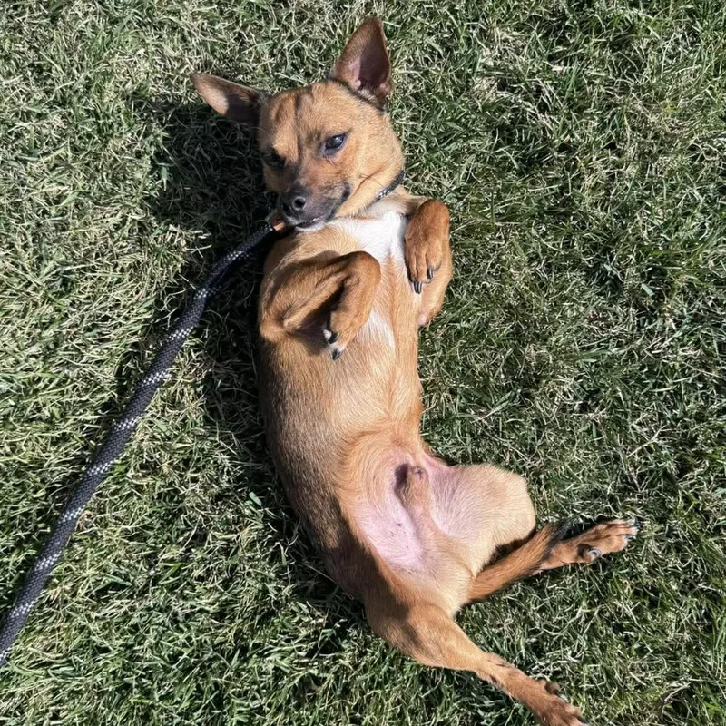 Tortellini thumbnail 5