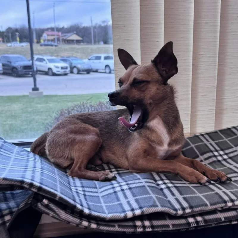 Tortellini thumbnail 6