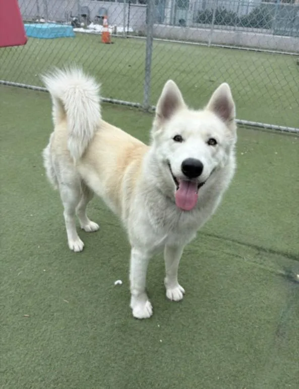 A young large-sized female Labrador Retriever dog named Princess for adoption in Los Angeles, CA