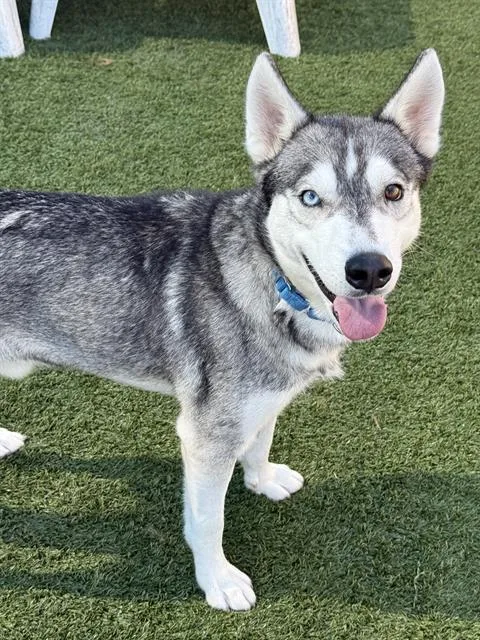 An adult medium-sized male Mixed Breed dog named Iglooie for adoption in Dallas, TX
