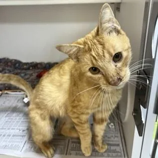 A young medium-sized male Tabby (Orange / Red) Domestic Short Hair cat named Kevin for adoption in Phoenixville, PA