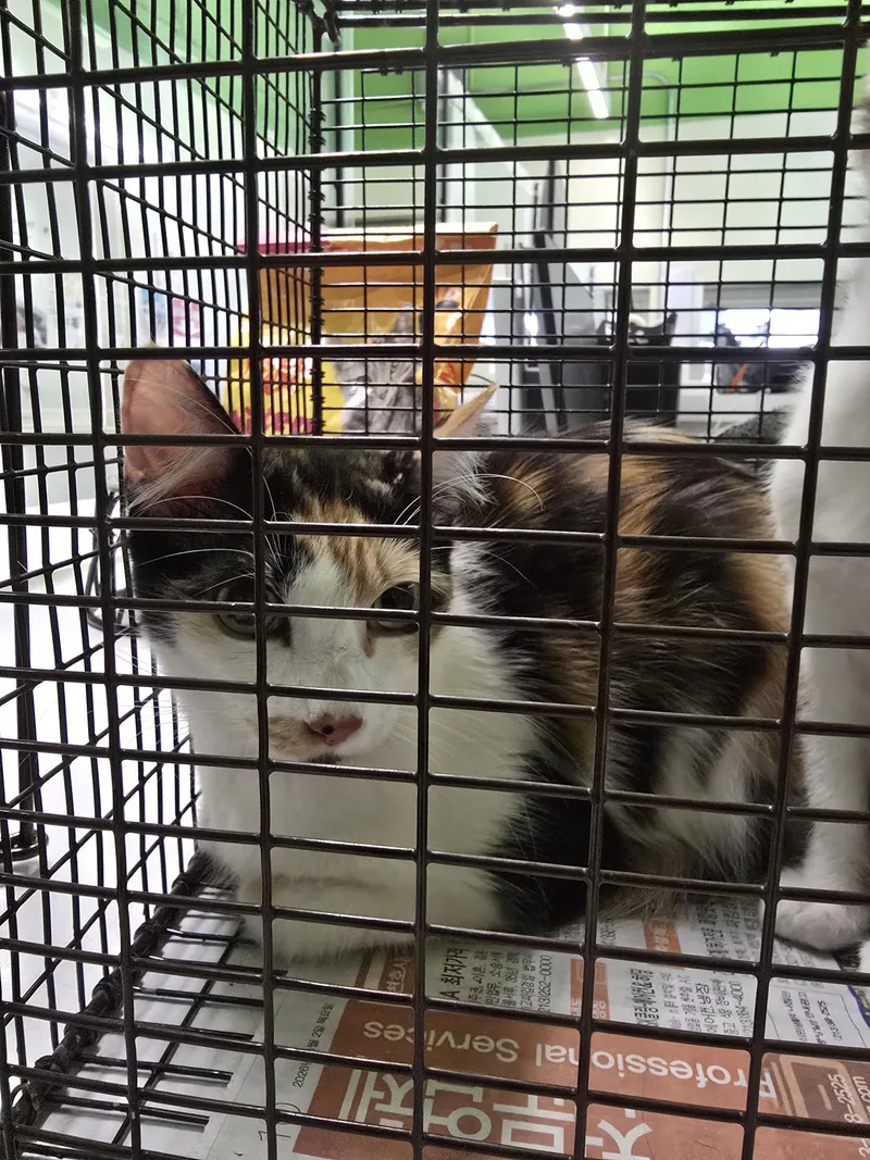 A young small-sized female Domestic Short Hair cat named Daisy for adoption in Los Angeles, CA