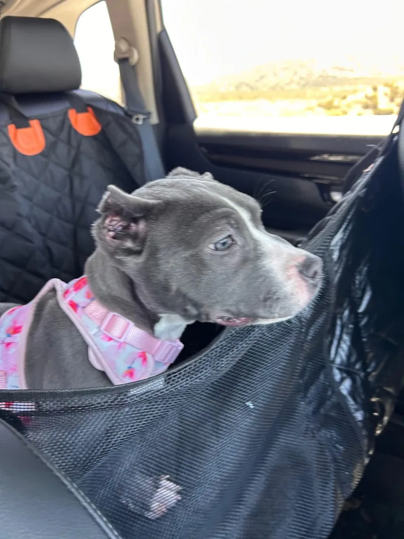 A baby medium-sized female American Staffordshire Terrier dog named Freeway for adoption in San Diego, CA