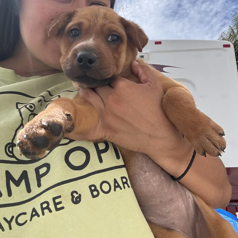 A baby medium-sized female Australian Shepherd dog named Rowan for adoption in Rancho Santa Margarita, CA