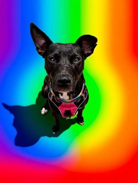 A young medium-sized female Mixed Breed dog named Ruby for adoption in Jacksonville, FL