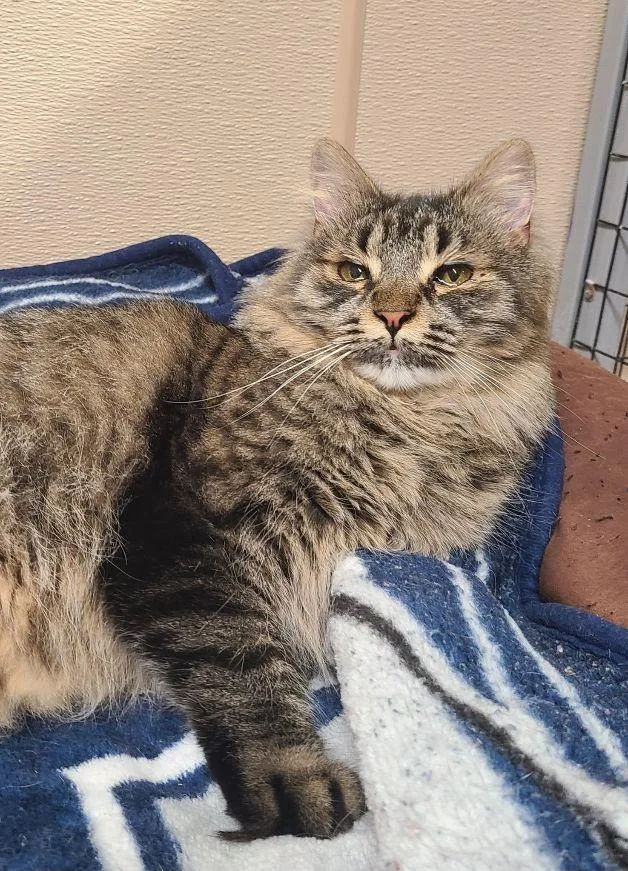 An adult medium-sized female Tabby (Brown / Chocolate) Tabby cat named Maxine for adoption in Carneys Point, NJ