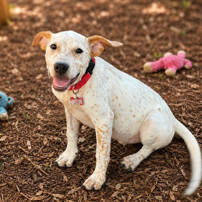 A baby small-sized female White / Cream Cattle Dog dog named Dahlia for adoption in Boerne, TX