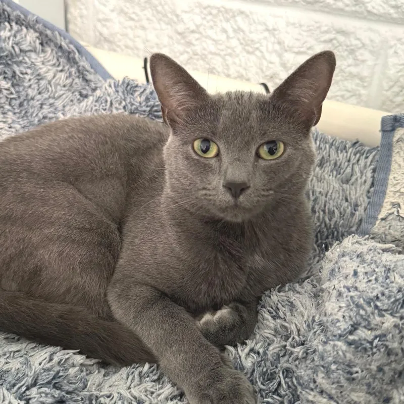 An adult medium-sized female Gray / Blue / Silver Domestic Short Hair cat named Pookie for adoption in Chapel Hill, NC