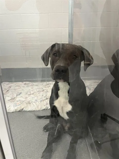 A young medium-sized male Pit Bull Terrier dog named Gary for adoption in Indianapolis, IN