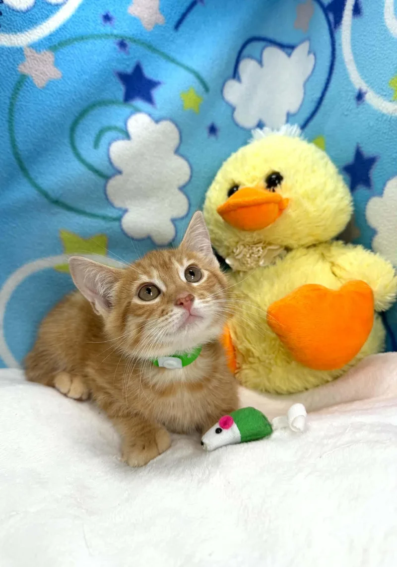 A baby medium-sized male Orange & White Tabby cat named Ezra for adoption in Tavares, FL