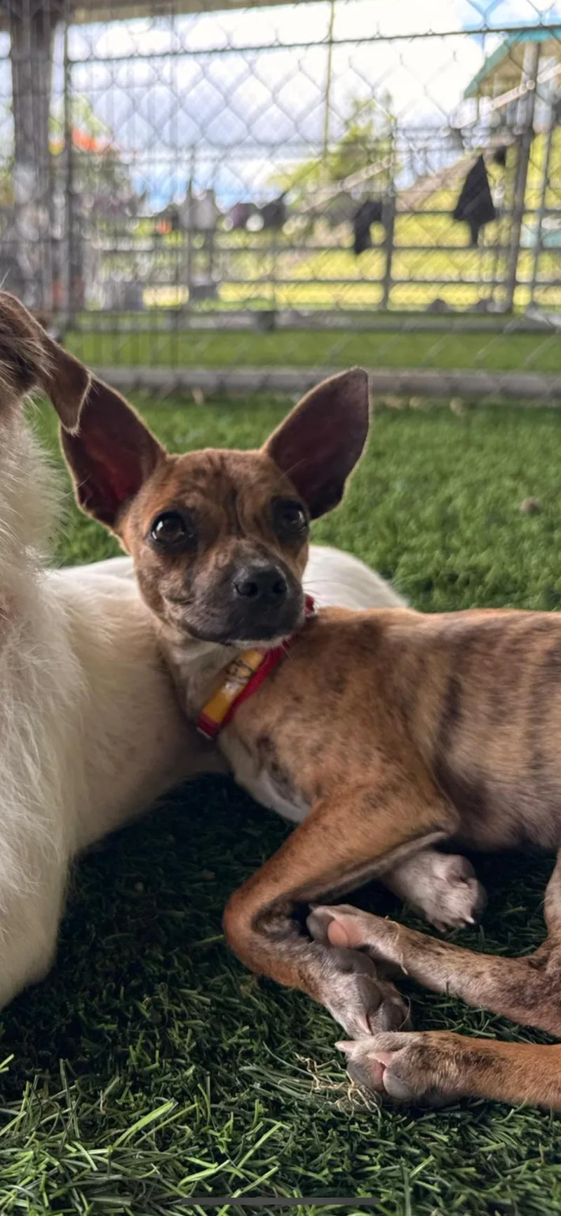 A baby small-sized female Brindle Mixed Breed dog named Ali for adoption in Brooklyn, NY