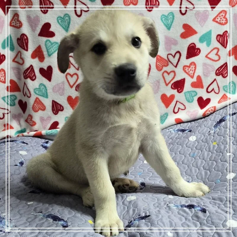 Maple Birch thumbnail 3