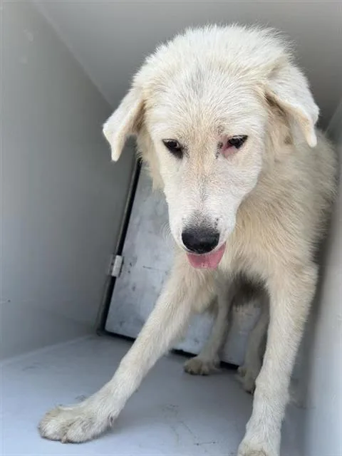 A young medium-sized male Great Pyrenees dog named A for adoption in Houston, TX