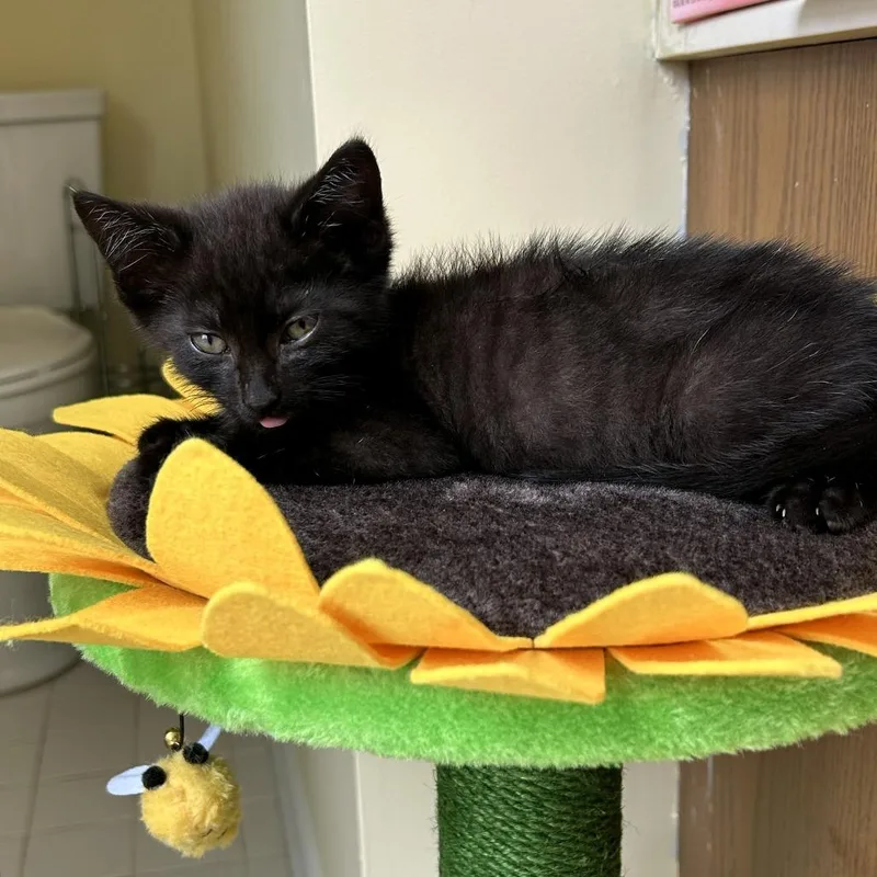 A baby small-sized female Domestic Short Hair cat named Olive for adoption in Fairfax, VA
