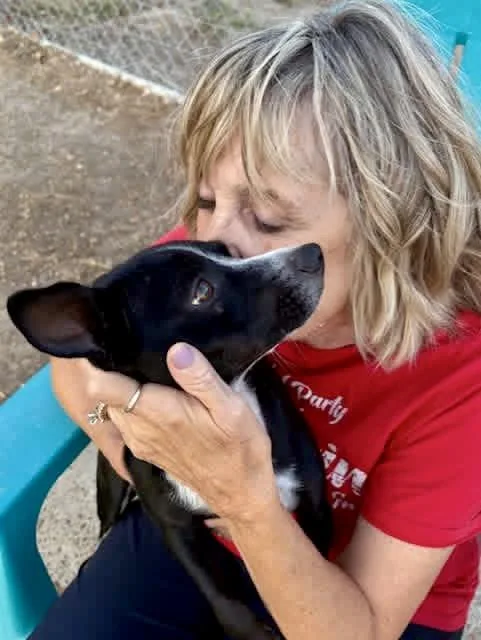 A young small-sized male Rat Terrier dog named Hoagie for adoption in Tunica, MS