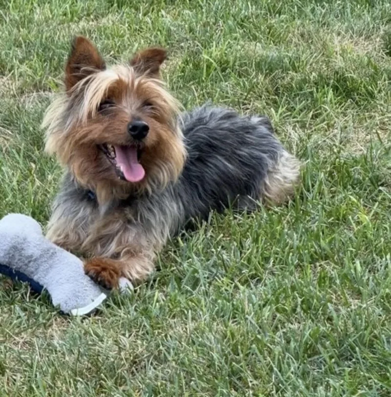 An adult small-sized male Yorkshire Terrier dog named Dinero for adoption in Taunton, MA