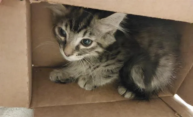 A baby small-sized female Domestic Short Hair cat named Kim for adoption in Chula Vista, CA