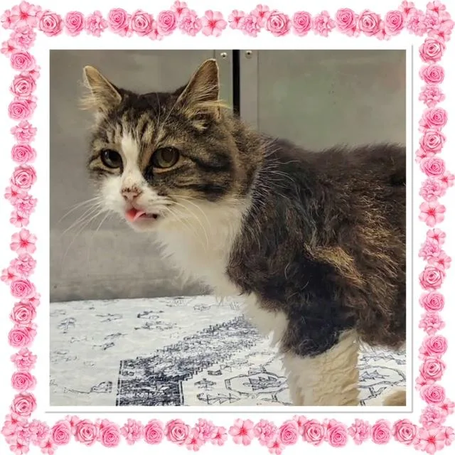 An adult small-sized female Domestic Medium Hair cat named Lacey for adoption in Buckhannon, WV