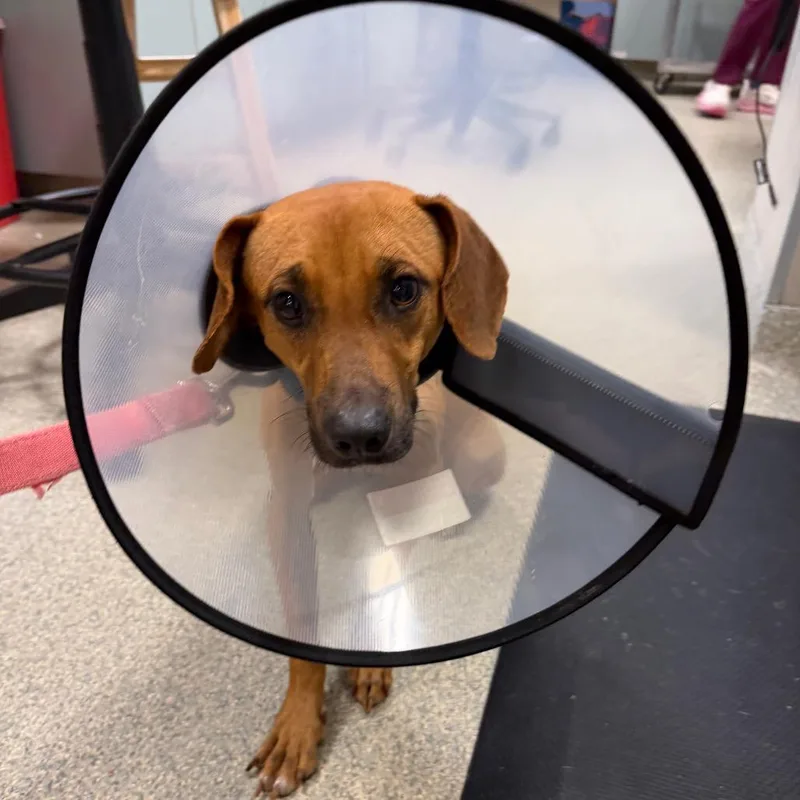 An adult small-sized male Brown / Chocolate Mixed Breed dog named Grim for adoption in Jacksonville, FL