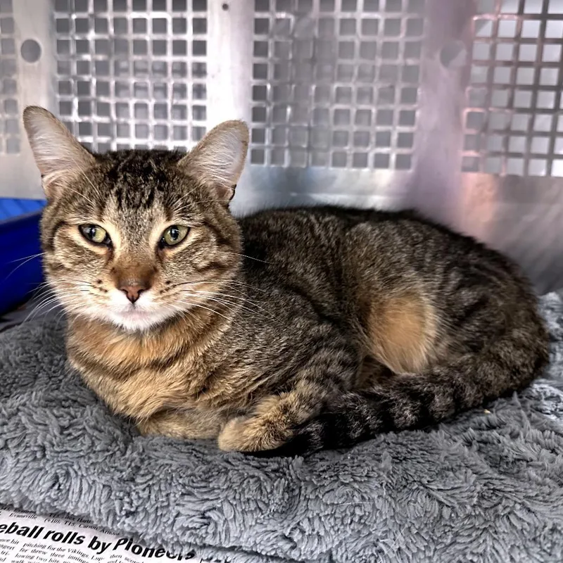 An adult small-sized male Brown / Chocolate Domestic Short Hair cat named Mack for adoption in Mount Vernon, IN