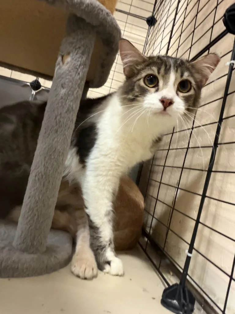 A baby small-sized male Domestic Short Hair cat named Basil for adoption in La Verkin, UT