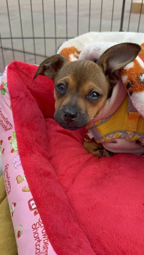 Roo thumbnail 2