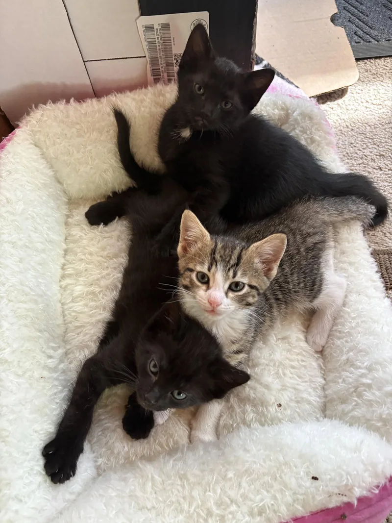 A baby medium-sized male Domestic Short Hair cat named Aspen for adoption in Herndon, VA