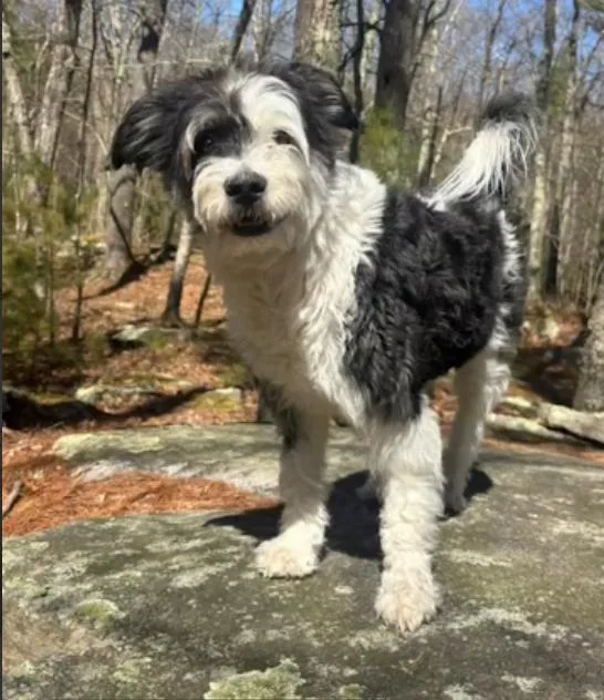 An adult medium-sized female Terrier dog named Holly In  Ri for adoption in Cranston, RI