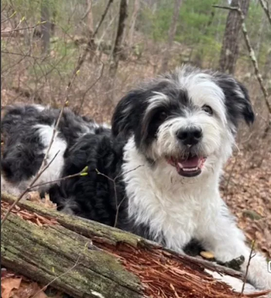 Holly In  Ri thumbnail 2