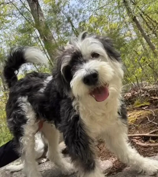 Holly In  Ri thumbnail 3