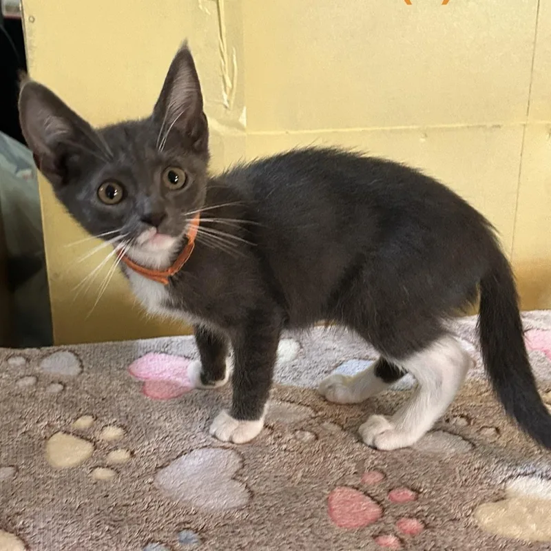 A baby medium-sized female Gray & White Domestic Short Hair cat named Becca for adoption in Murfreesboro, TN