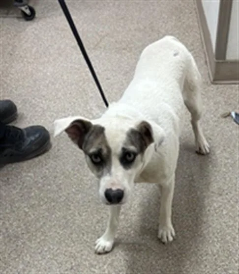 A young medium-sized male English Pointer dog named Bisquick for adoption in Albuquerque, NM