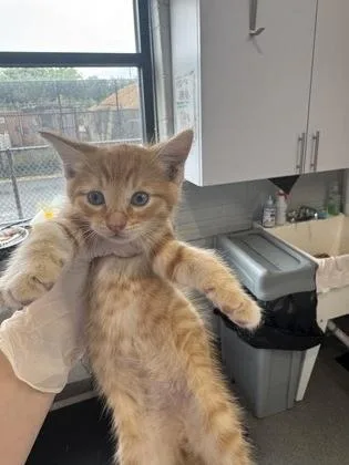 A baby small-sized male Domestic Short Hair cat named Goku for adoption in West Chester, PA
