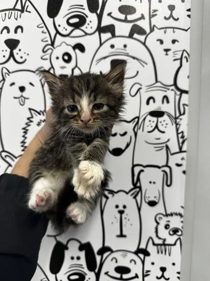 An adult small-sized female Domestic Short Hair cat named B Peach for adoption in North Charleston, SC