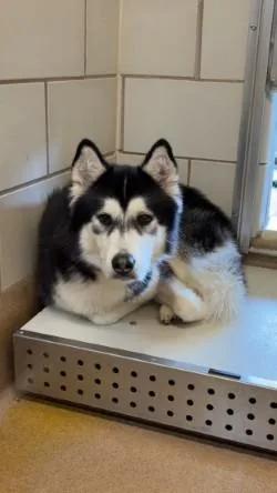Lobo