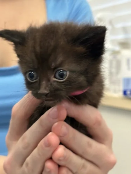 A baby medium-sized female Domestic Short Hair cat named Sable for adoption in Napa, CA