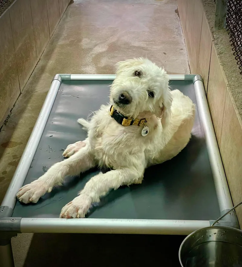 A young medium-sized male White / Cream Labradoodle dog named Honor for adoption in Phoenix, AZ