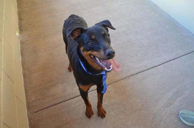 Sir Wigglebottom thumbnail 2