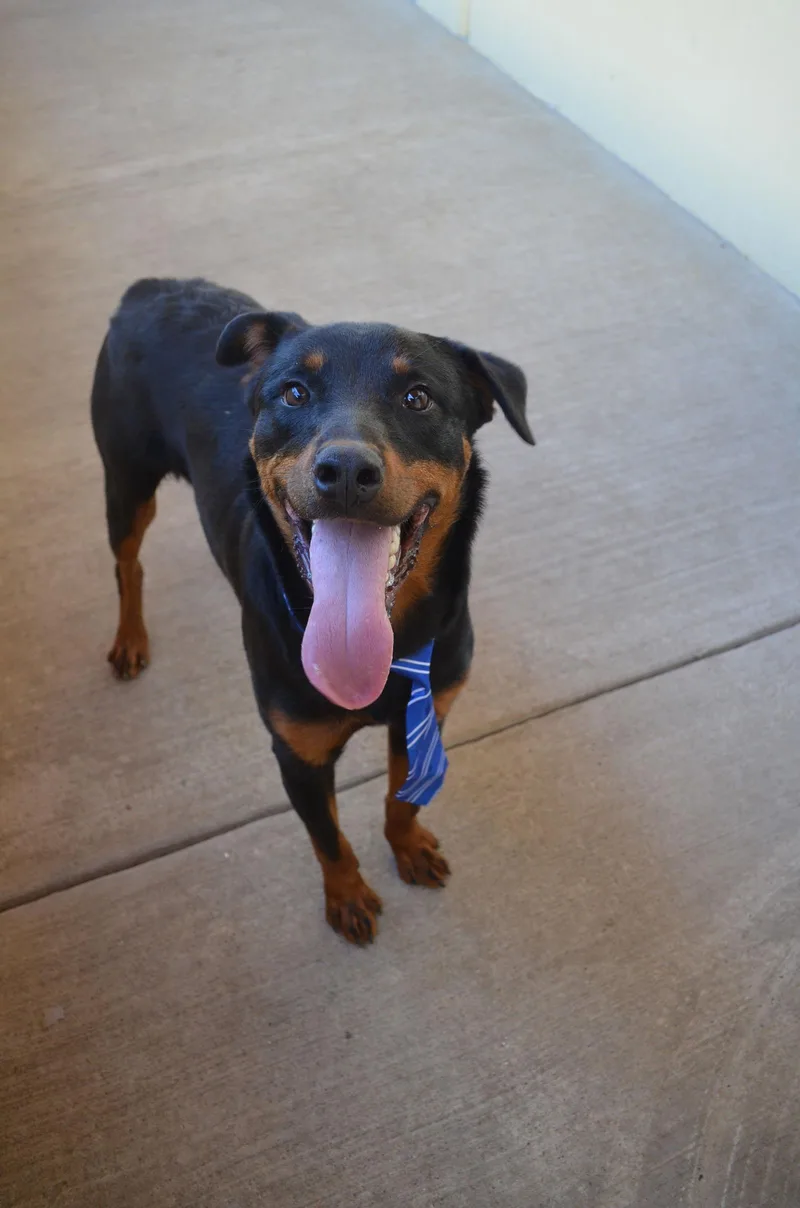 Sir Wigglebottom thumbnail 3