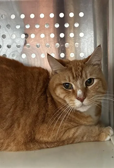 An adult large-sized male Domestic Short Hair cat named Romeo for adoption in Fort Lauderdale, FL