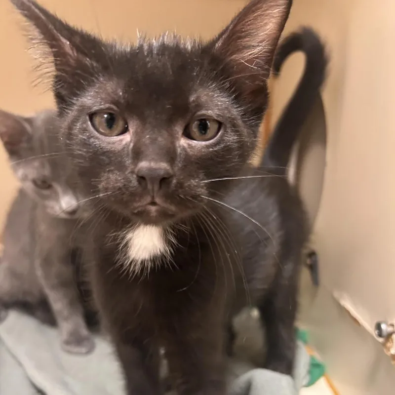 A baby small-sized female Black Domestic Short Hair cat named Bobbie Joe for adoption in South Elgin, IL