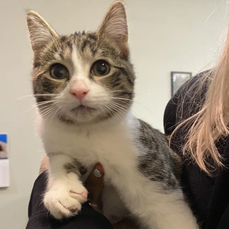An adult medium-sized male Brown / Chocolate Domestic Short Hair cat named Iris for adoption in Hamburg, NY