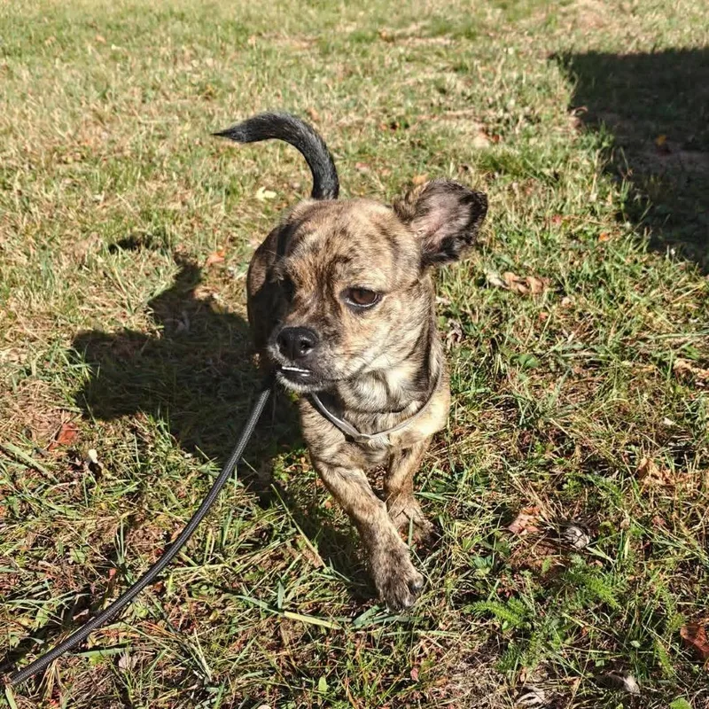 A young small-sized male Chihuahua dog named Wesley for adoption in Tomah, WI