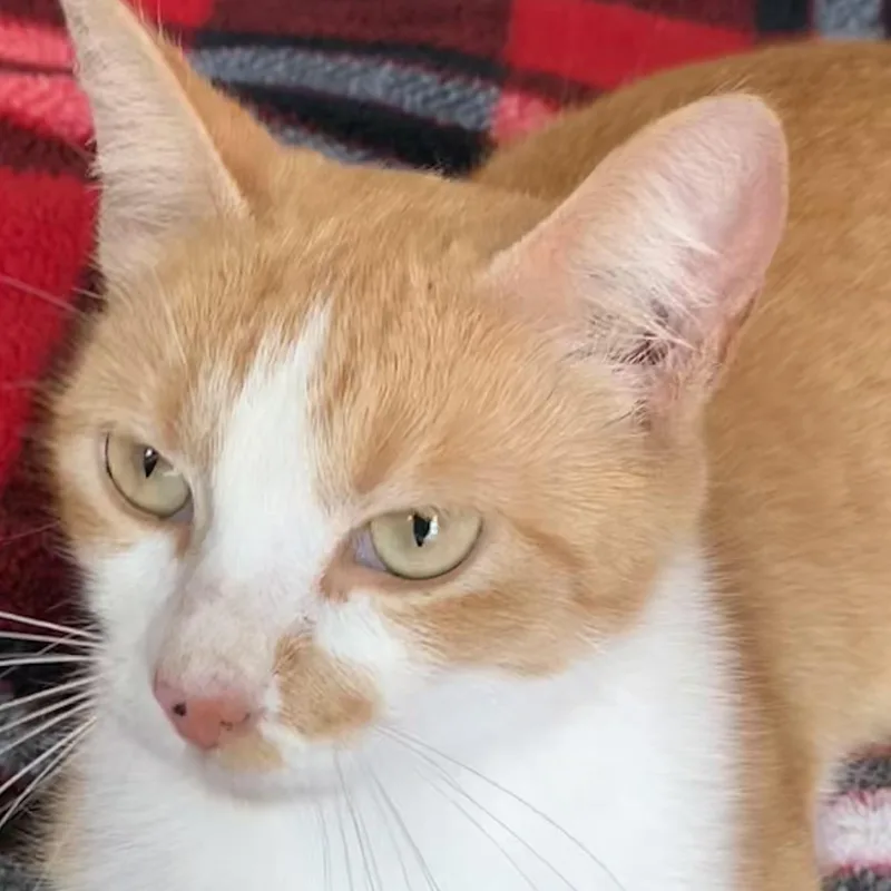 A young small-sized female Orange & White Domestic Short Hair cat named Sahara for adoption in Liverpool, TX